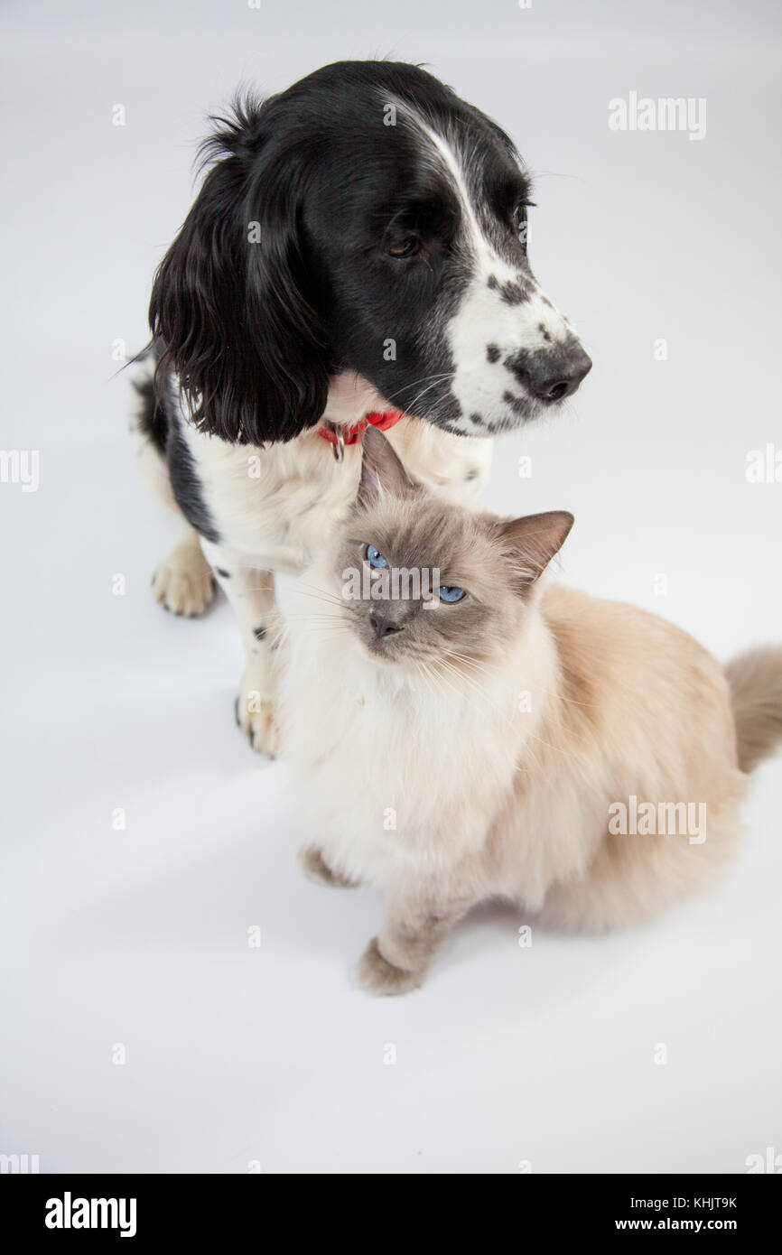 Ragdoll Cat&Springer Spaniel In einem Fotoshooting Stockfoto