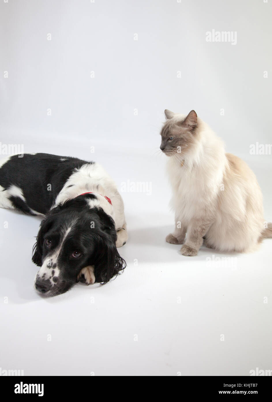 Ragdoll Cat&Springer Spaniel In einem Fotoshooting Stockfoto