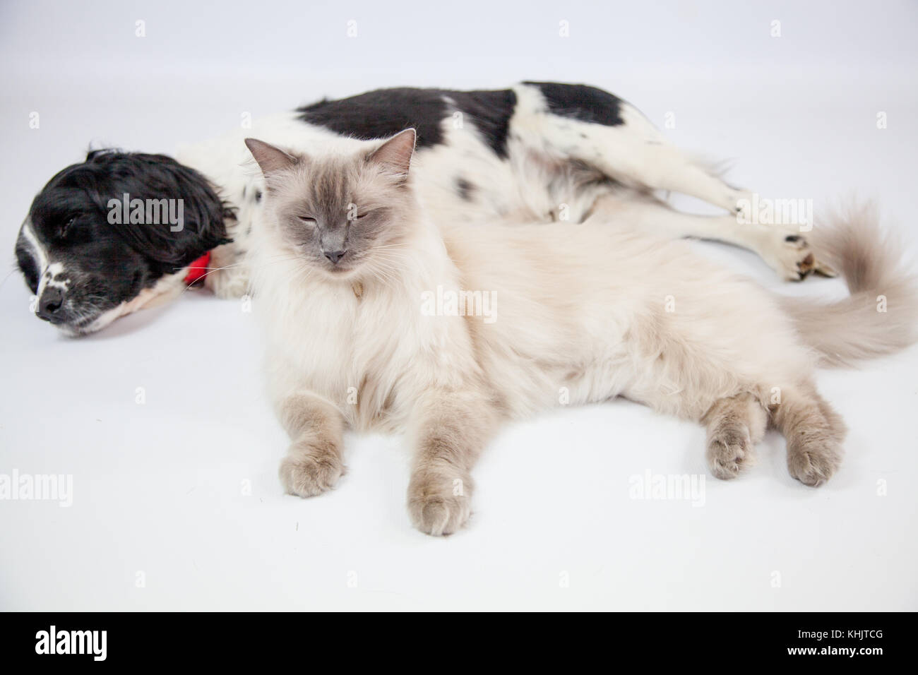 Ragdoll Cat&Springer Spaniel In einem Fotoshooting Stockfoto