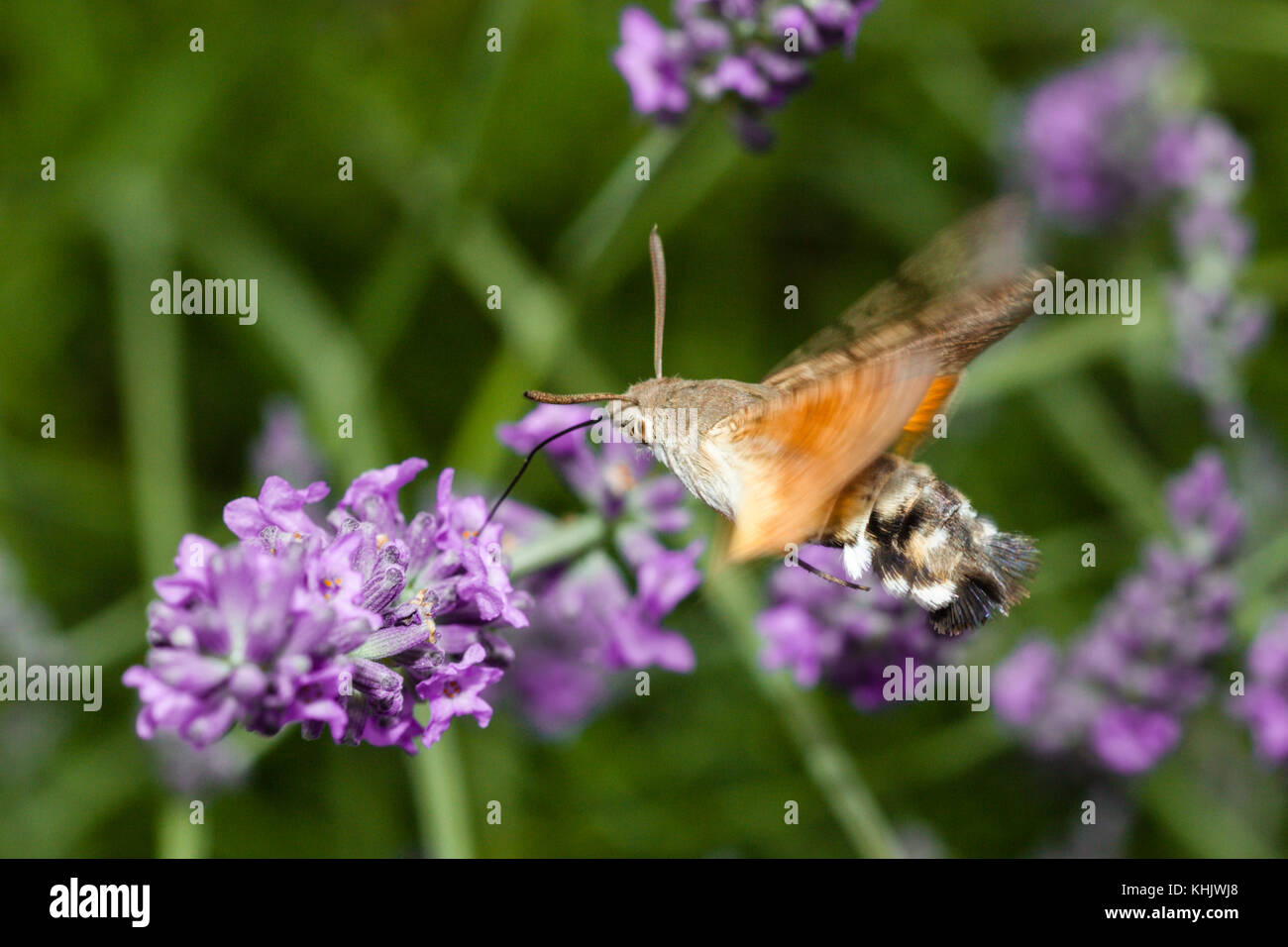 Hummingbird Hawk Moth Fütterung auf Blume, Macroglossum stellatarum, München, Bayern, Deutschland Stockfoto