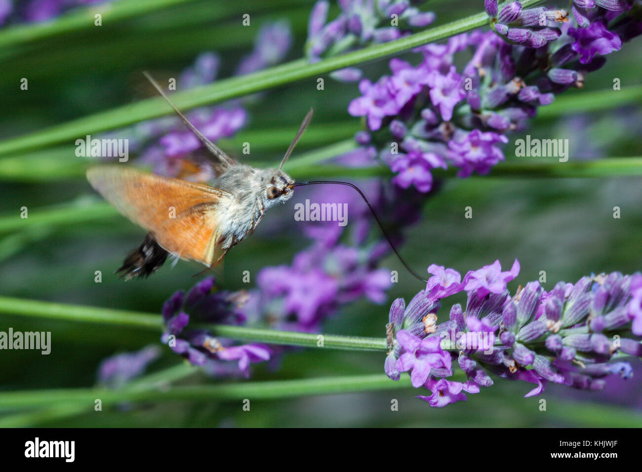 Hummingbird hawk moth Fütterung auf Blume, macroglossum stellatarum, München, Bayern, Deutschland Stockfoto
