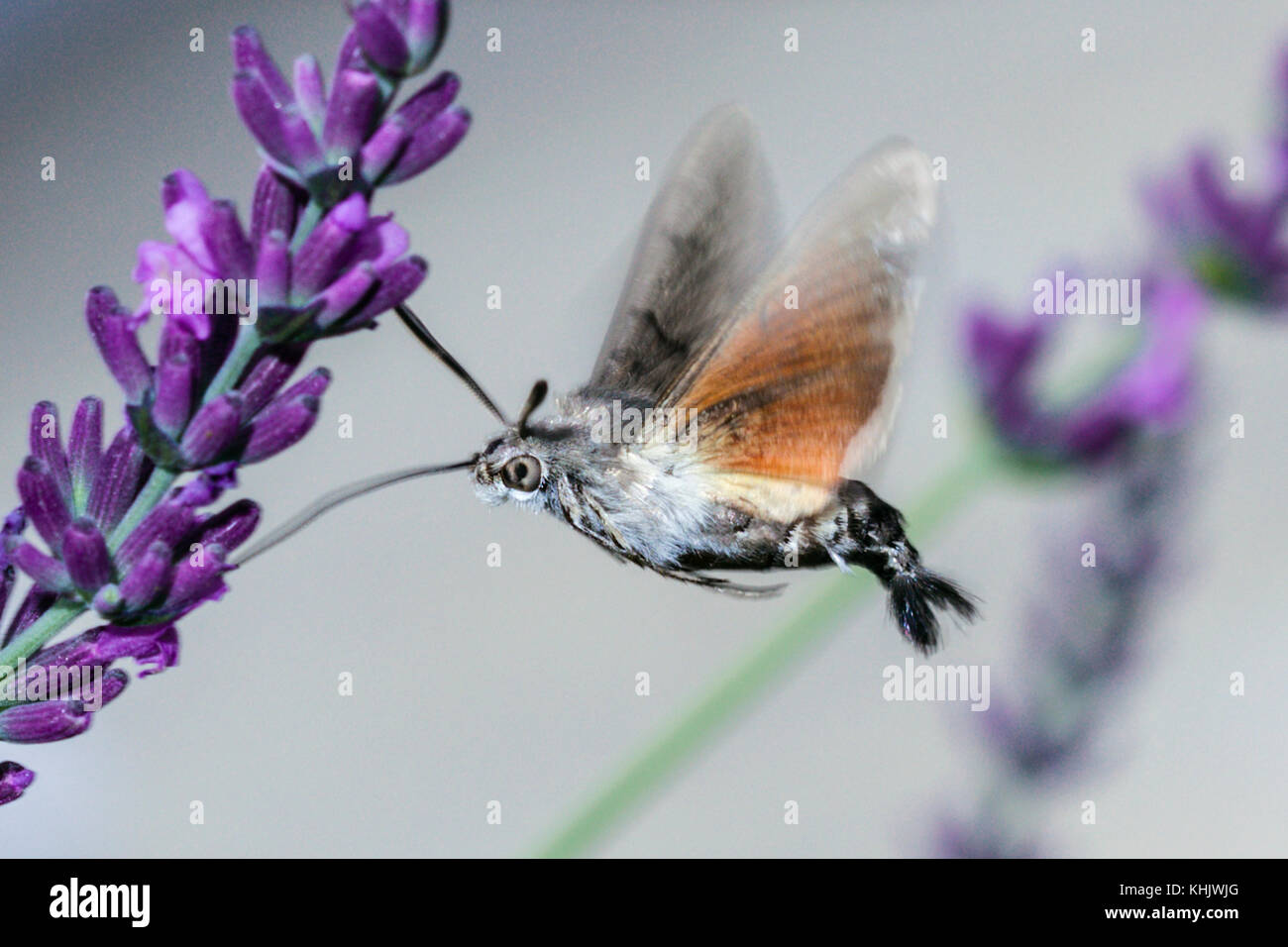 Hummingbird Hawk Moth Fütterung auf Blume, Macroglossum stellatarum, München, Bayern, Deutschland Stockfoto