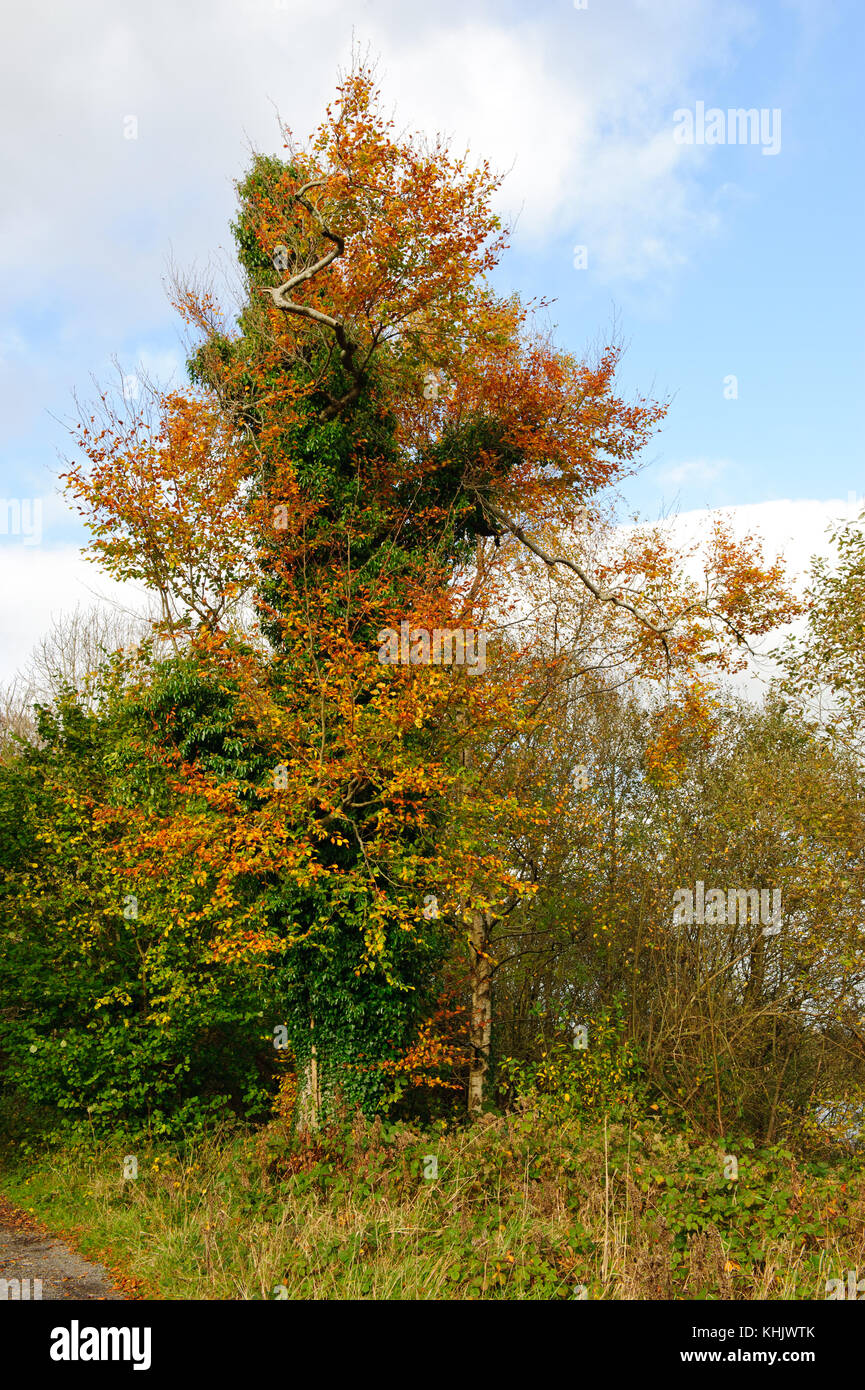 Schöne Aussicht auf die gelben Baum im Herbst Saison Stockfoto