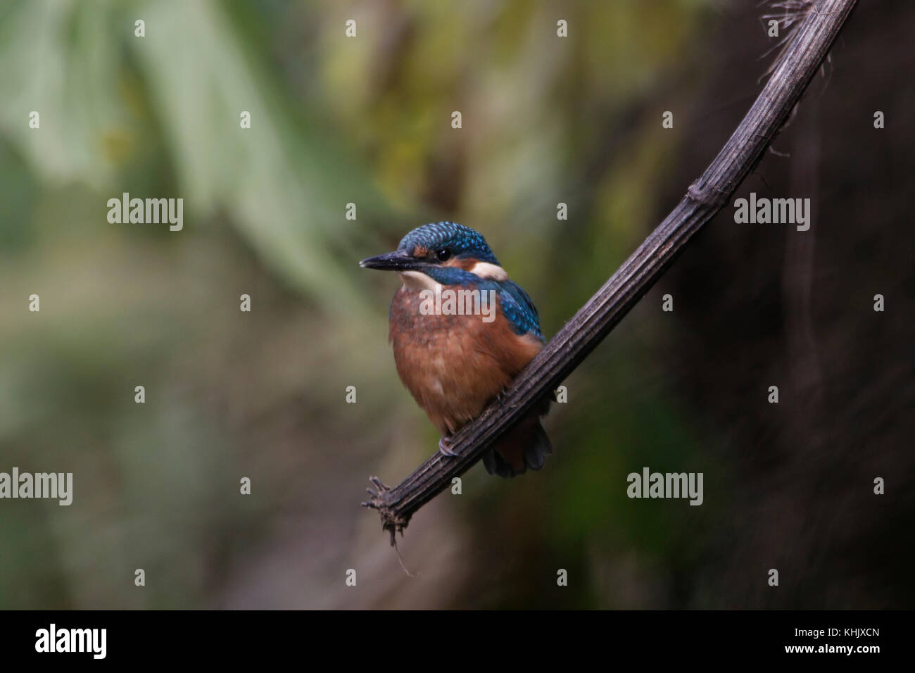 Eisvogel, Alcedines, Portrait schließen, während auf Ast sitzend, riesenbärenklau entlang des Flusses lossie in Moray, Schottland. Stockfoto