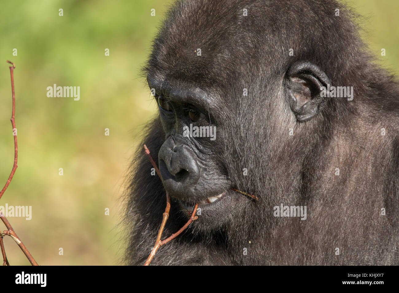Westlicher Flachlandgorilla Jugend, Gorilla gorilla Gorilla, Captive, Nahaufnahme, Porträt einer Jugend spielen mit Gras zeigt Zähne. Stockfoto