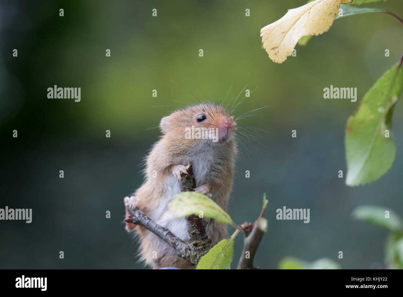 Ernte Mäuse/Maus, Micromys minutus, Nahaufnahme, Porträt auf einer Vielzahl von Pflanzen, Blumen und die Ernte posieren. Gesichts- und Gruppe Bild Stockfoto