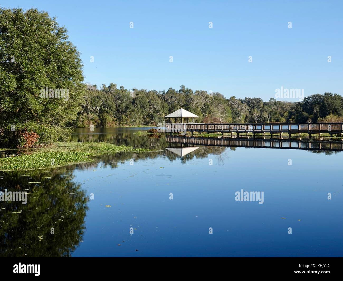 Boardwalk entlang klares blaues Wasser im späten Nachmittag am LaChua Trail, Paynes Prairie Preserve State Park, Gainesville, Florida, USA. Stockfoto