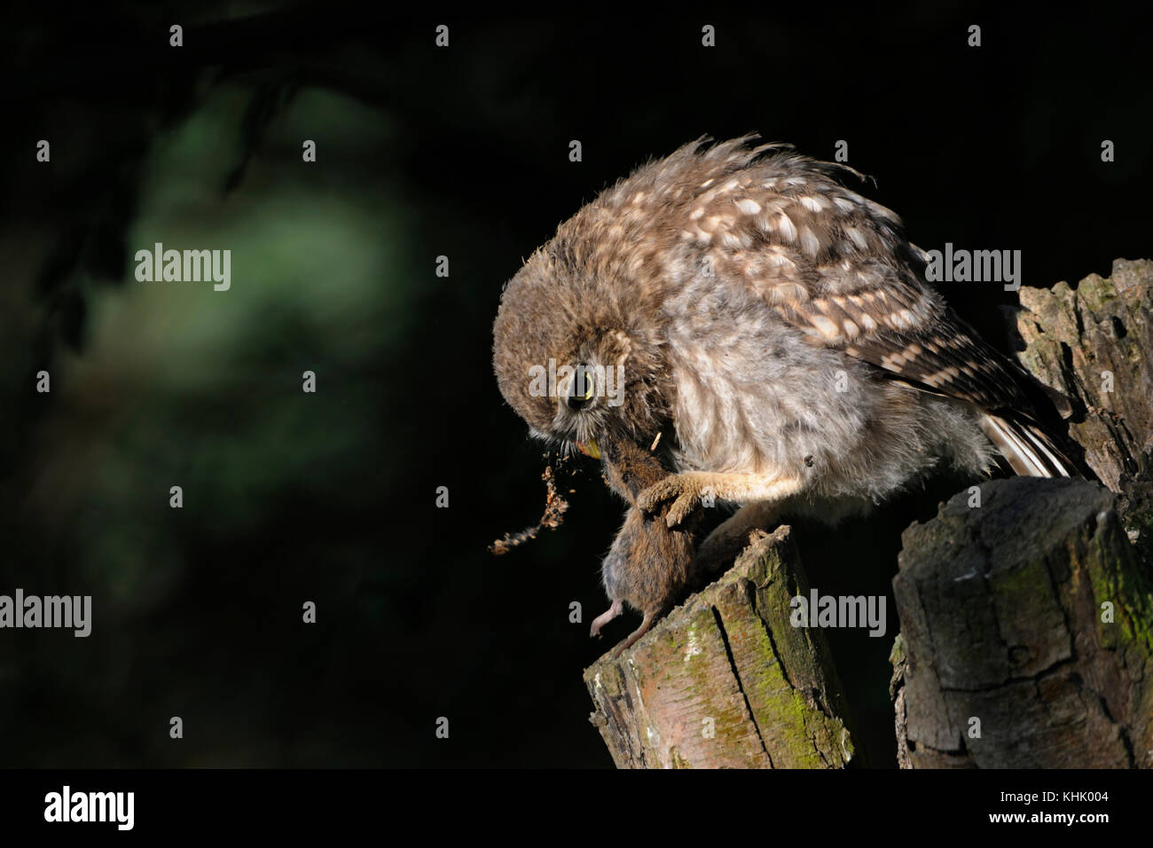 Kleine Eule/Steinkauz (Athene noctua), auf einem pollard Baum gehockt, Fütterung auf/Essen ein Nagetier, Maus, holding Beute in seinen Krallen, Wildlife, Europa Stockfoto