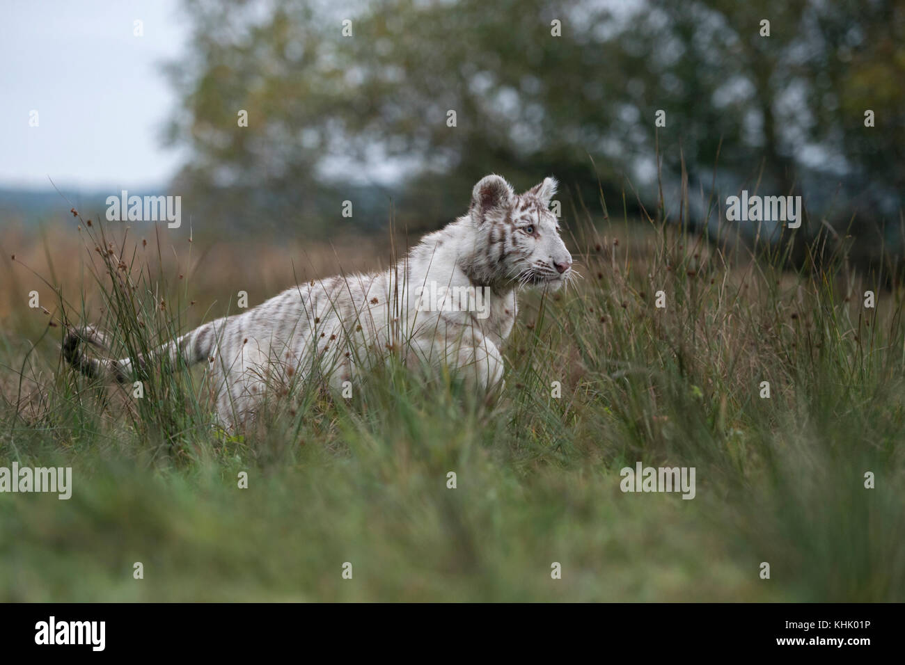 Königlicher Bengaler Tiger / Königstiger ( Panthera tigris ), große Katze in Aktion, Laufen, Springen, Jagen, auf Grünland, Seitenansicht, typische Umgebung. Stockfoto