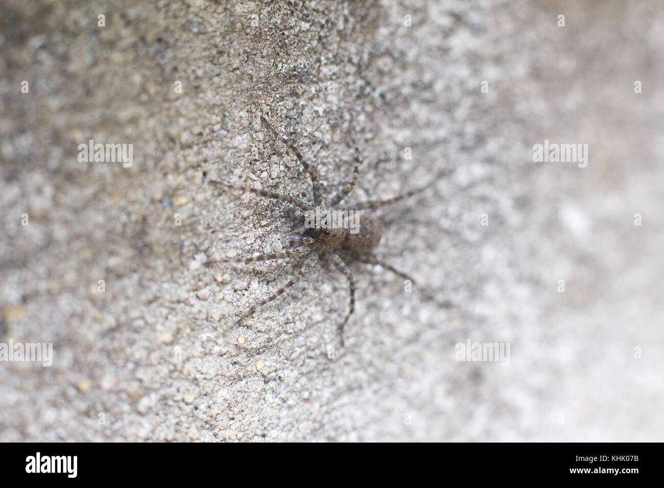 Schwarze Spinne an der Wand verschwommen wählen Sie Fokus, Tier spinne Makro Stockfoto