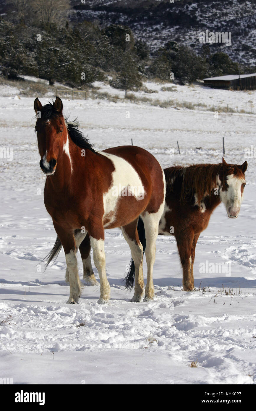 Pferde Malen Stockfotos Und Bilder Kaufen Alamy
