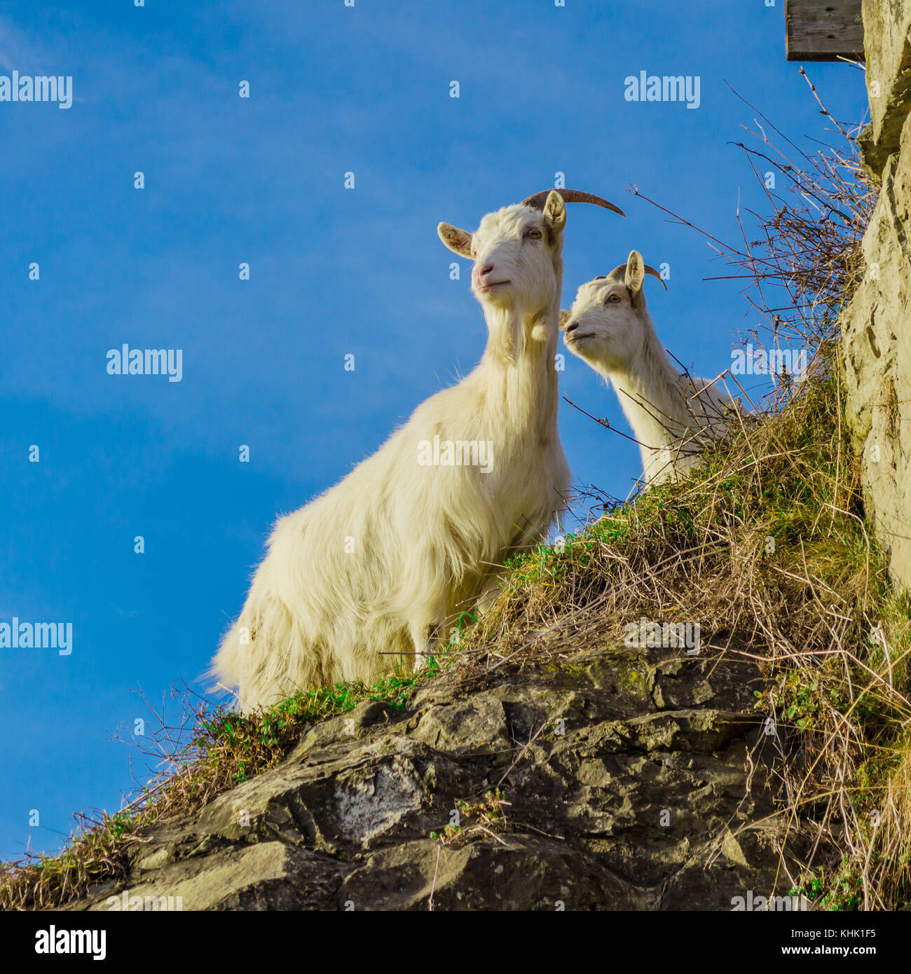 Zwei Ziegen steht auf einem Felsen mit grünem Gras auf blauen Himmel Hintergrund abgedeckt. geschossen wird in Karpaten, Ukraine, Europa übernommen. Stockfoto