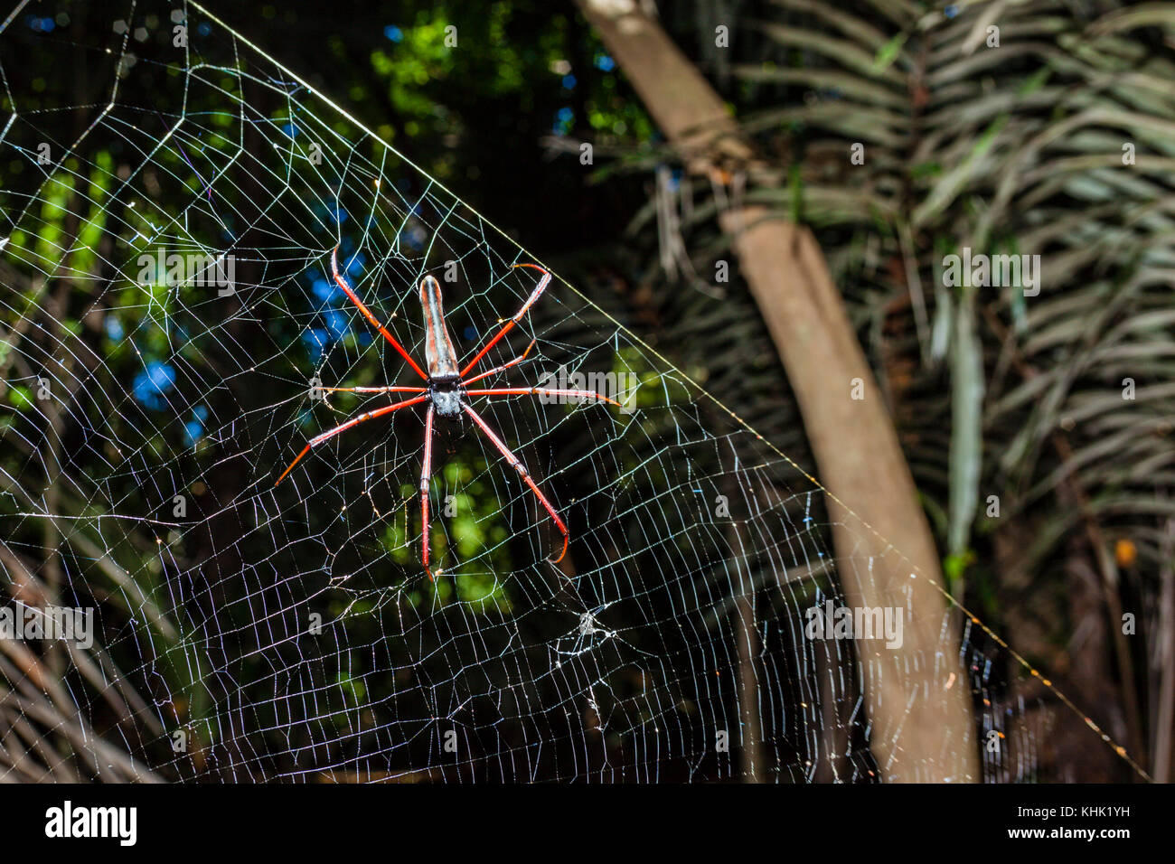 Seide Orb-Weaver Nephila Spider, sp., Christmas Island, Australien Stockfoto