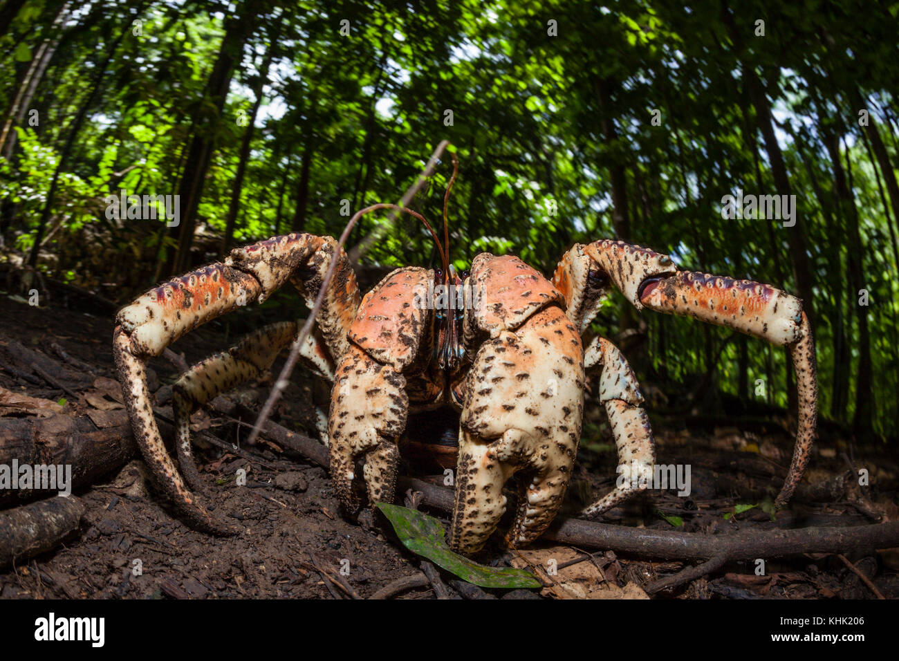 Räuber Krebsfischerei im Regenwald, Birgus latro, Christmas Island, Australien Stockfoto