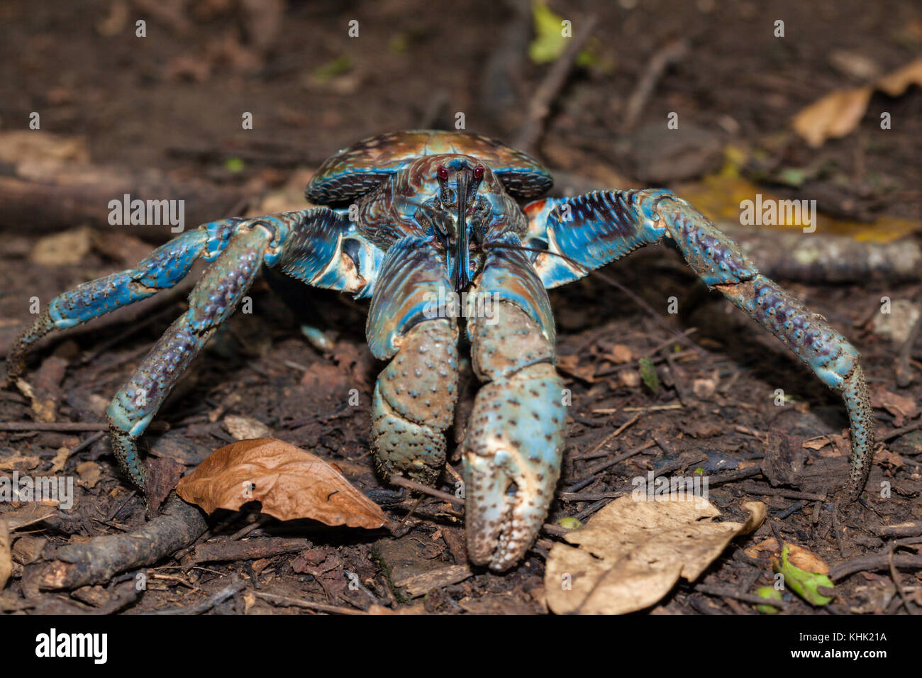 Räuber Krebsfischerei im Regenwald, Birgus latro, Christmas Island, Australien Stockfoto