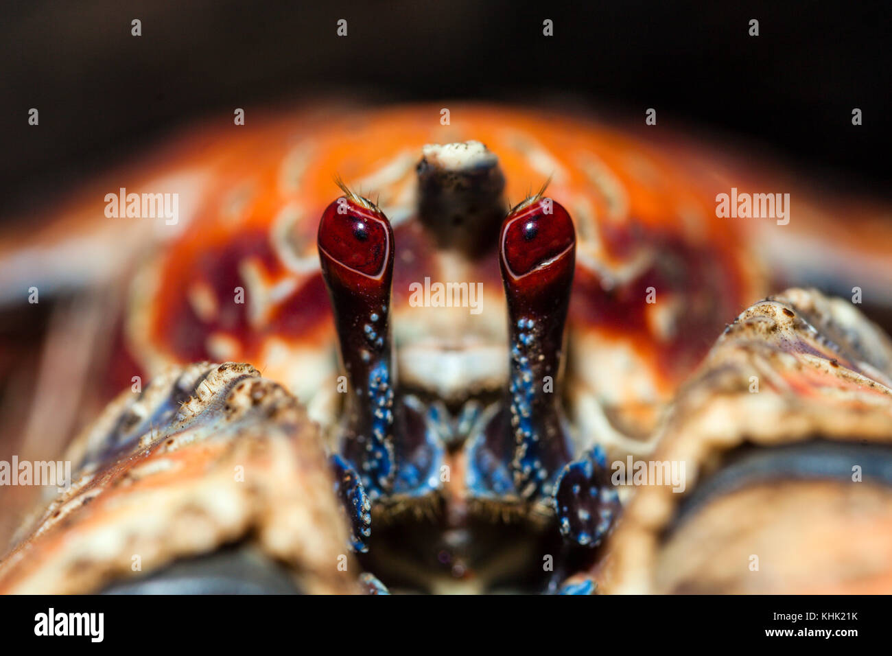 Gestielten Augen der Räuber Krabben, Birgus latro, Christmas Island, Australien Stockfoto