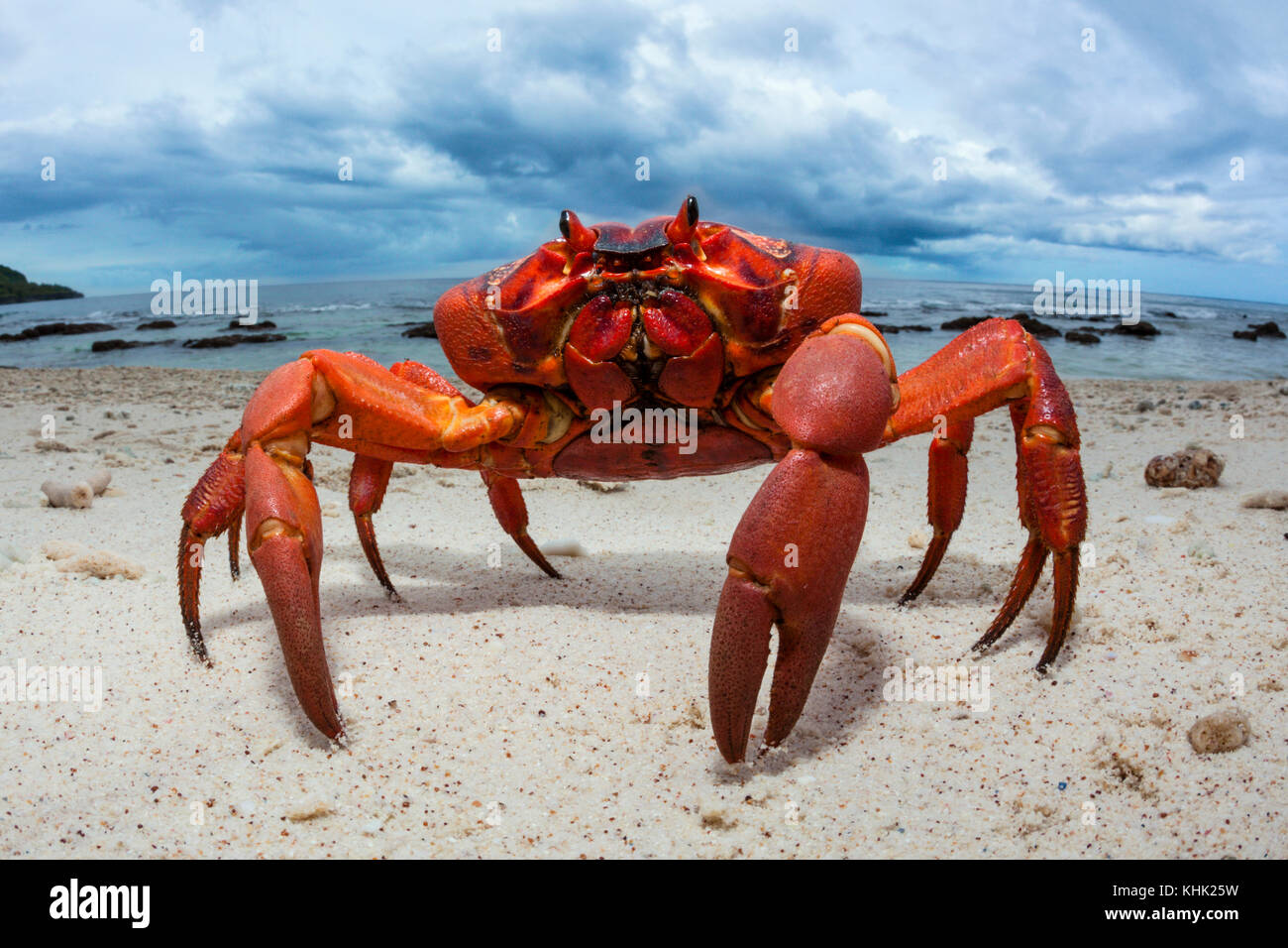 Christmas Island rote Krabbe am Strand, Ethel Gecarcoidea natalis, Christmas Island, Australien Stockfoto