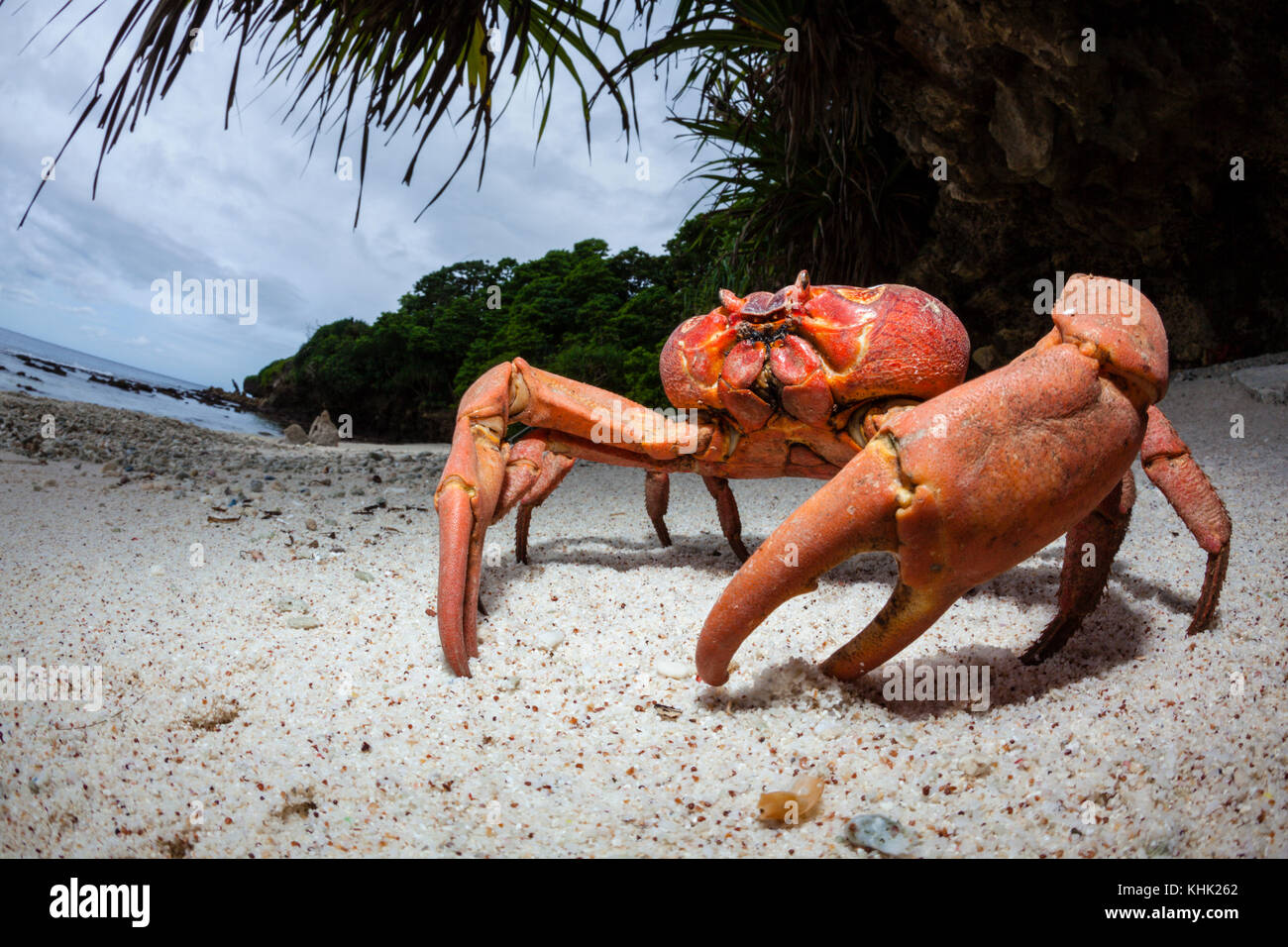 Christmas Island rote Krabbe am Strand, Ethel Gecarcoidea natalis, Christmas Island, Australien Stockfoto