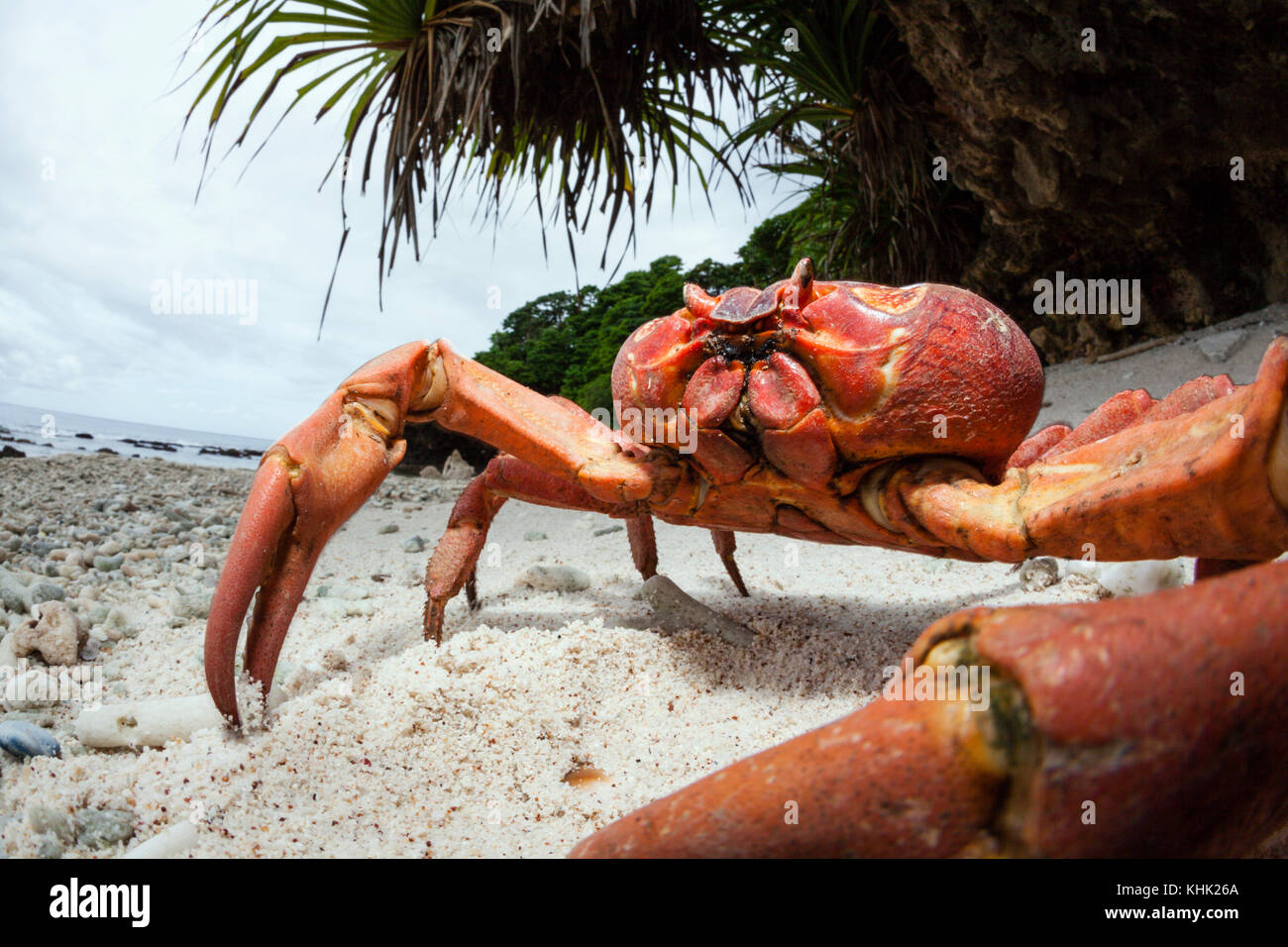 Christmas Island rote Krabbe am Strand, Ethel Gecarcoidea natalis, Christmas Island, Australien Stockfoto