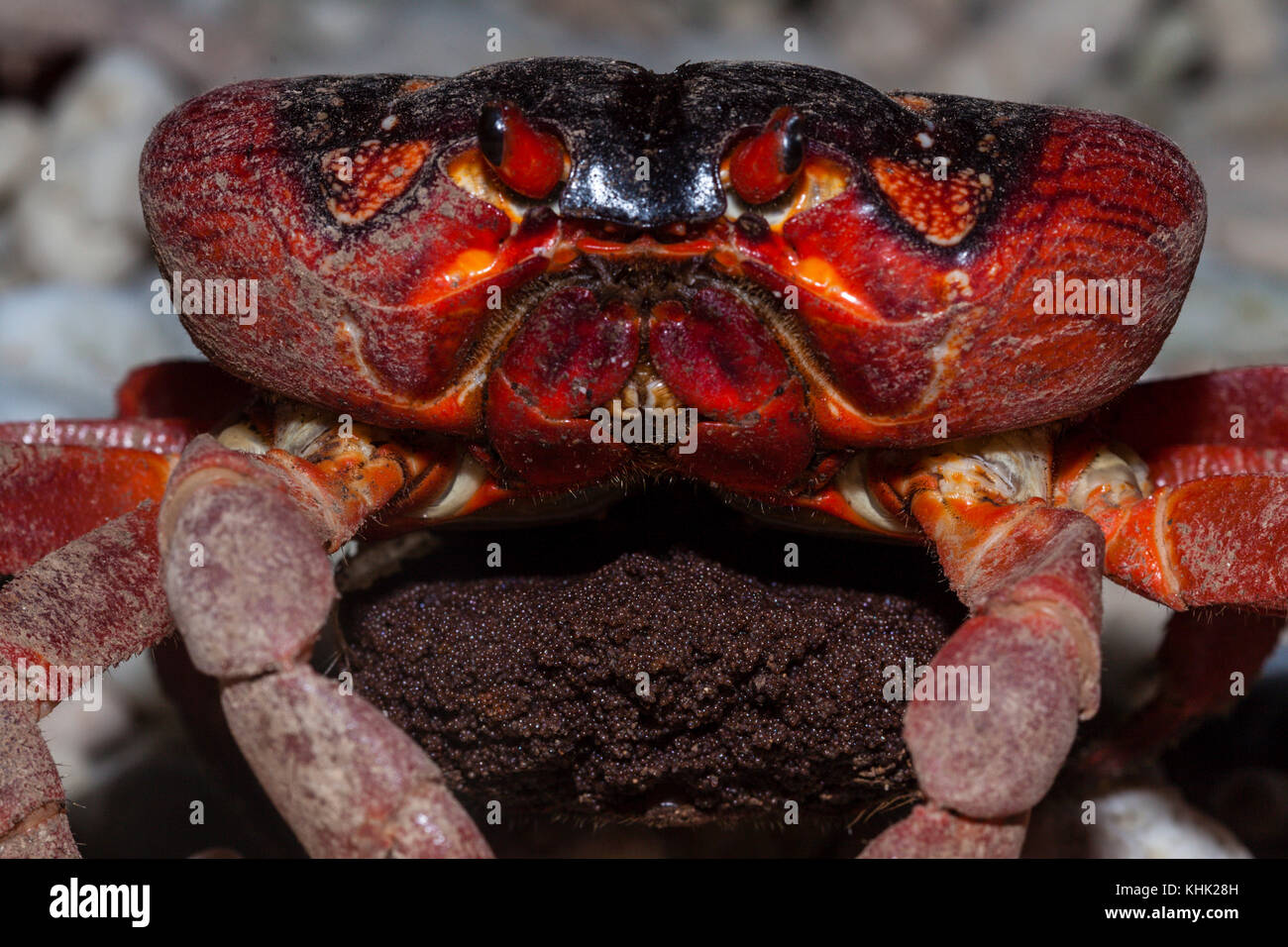 Christmas Island Red Crab migrieren zum Laichen, Gecarcoidea natalis, Christmas Island, Australien Stockfoto