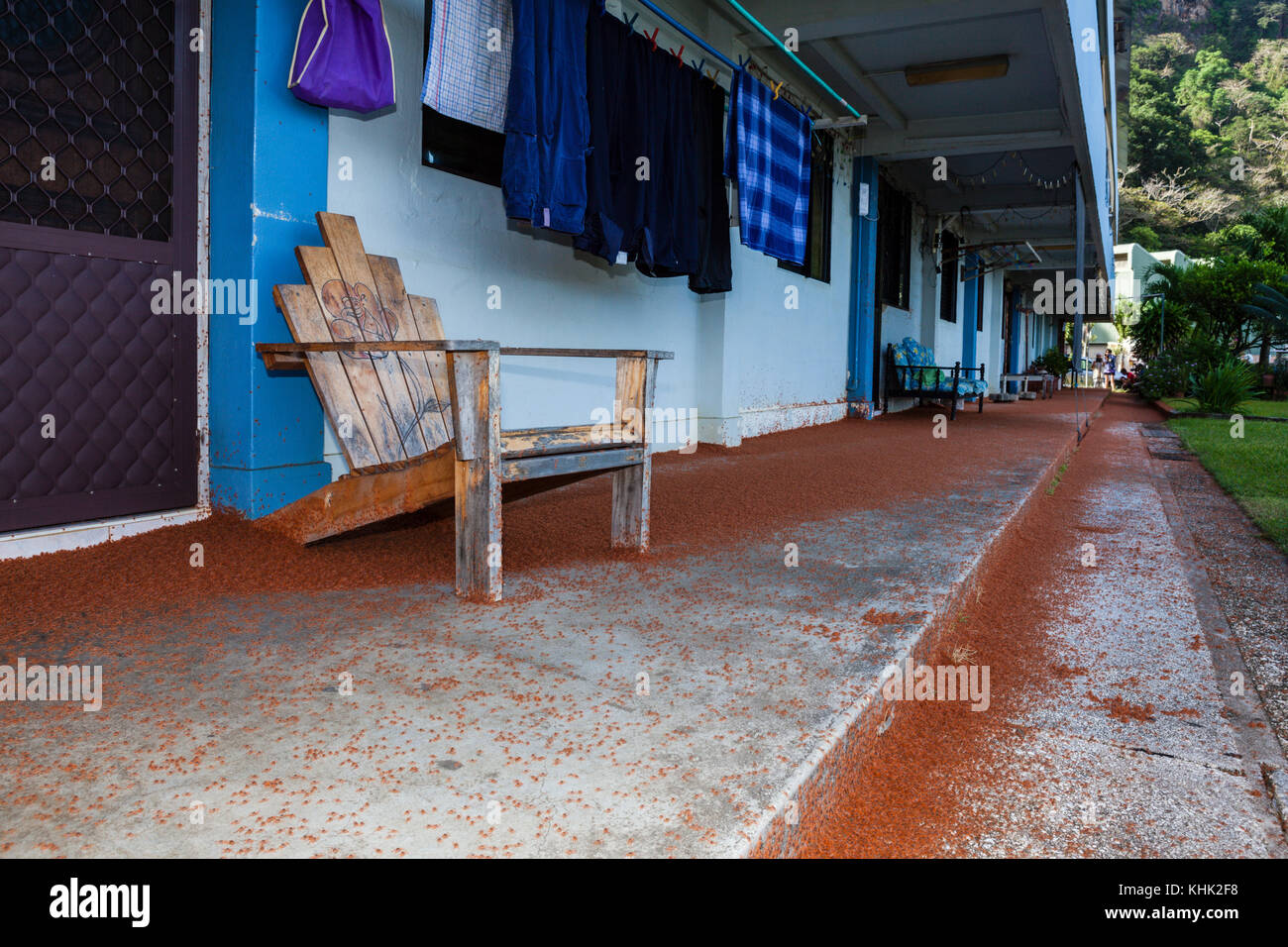 Kinder Krabben Migration durch Flying Fish Cove, Gecarcoidea natalis, Christmas Island, Australien Stockfoto