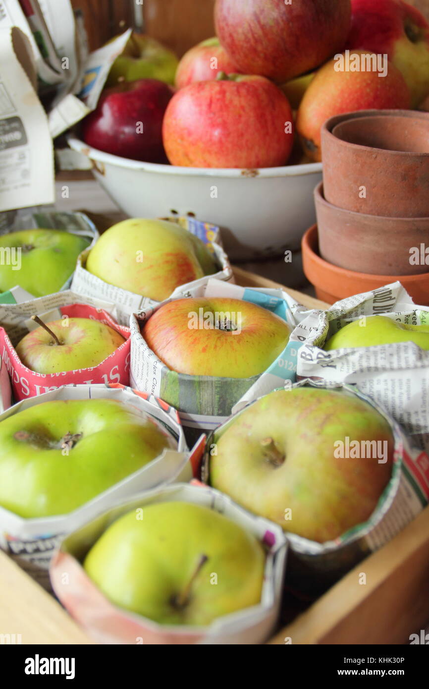 Frisch geerntete Äpfel (Malus Domestica) in Zeitungspapier gewickelt und in Holz- fach gespeichert, um Fäulnis im Herbst und Winter Lagerung verhindern, Großbritannien Stockfoto