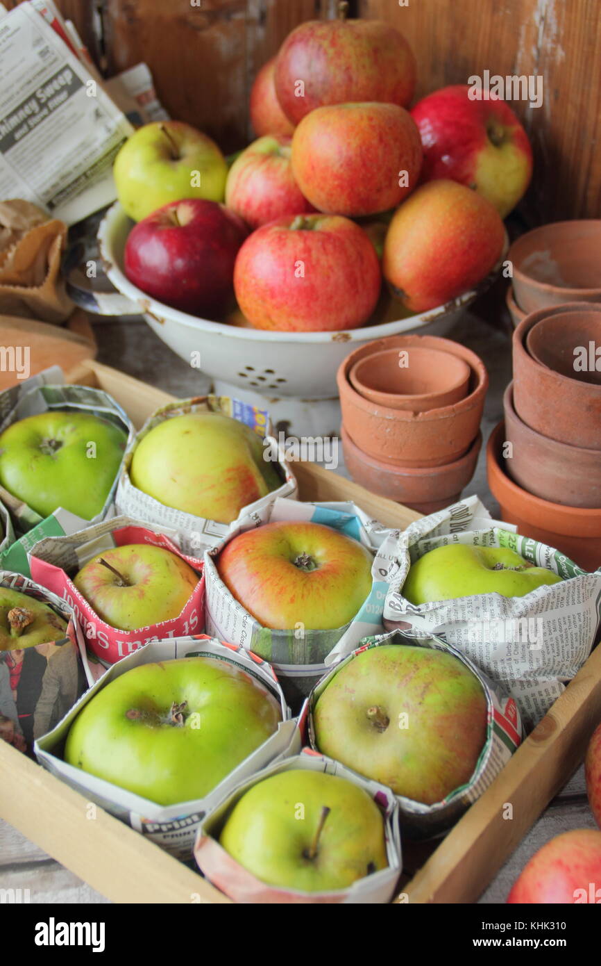 Frisch geerntete Äpfel (Malus Domestica) in Zeitungspapier gewickelt und in Holz- fach gespeichert, um Fäulnis im Herbst und Winter Lagerung verhindern, Großbritannien Stockfoto