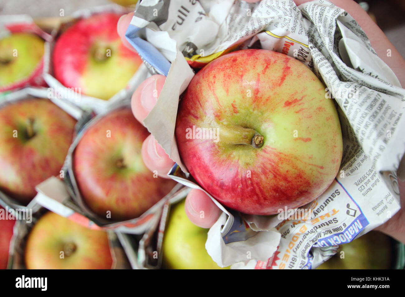 Frische Äpfel (Malus Domestica) einzeln in Zeitungspapier gewickelt und in Holz- fach gespeichert, um Fäulnis während der Lagerung zu verhindern Stockfoto