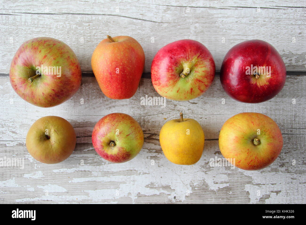 Englisch Apfel (Malus Domestica) Sorten auf Display inklusive Pitmaston Ananas, Newton Wunder und Worcester Pearmain Stockfoto