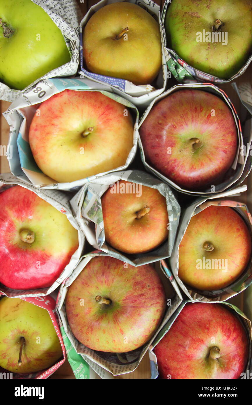 Frisch geerntete Äpfel (Malus domestica) in Zeitung eingewickelt, um Fäule während der Lagerung zu verhindern, Großbritannien Stockfoto