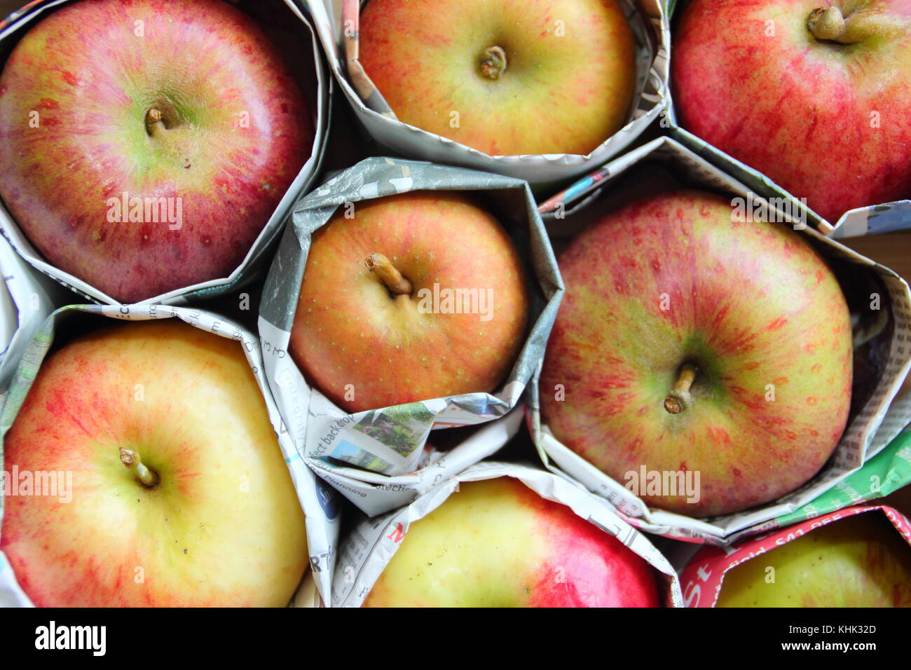 Frisch geerntete Äpfel (Malus Domestica) in Zeitungspapier gewickelt und in Holz- fach gespeichert, um Fäulnis im Herbst und Winter Lagerung verhindern, Großbritannien Stockfoto