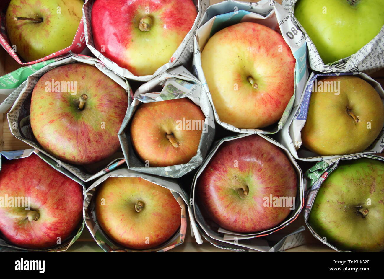 Frisch geerntete Äpfel (Malus domestica) in Zeitung eingewickelt, um Fäule während der Lagerung zu verhindern, Großbritannien Stockfoto