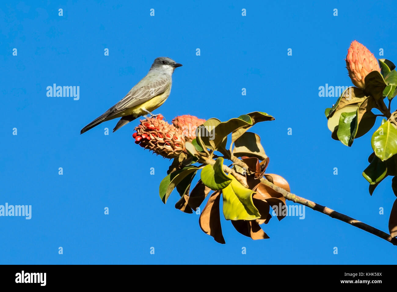 Vogel auf Ast Western kingbird Barsch Stockfoto