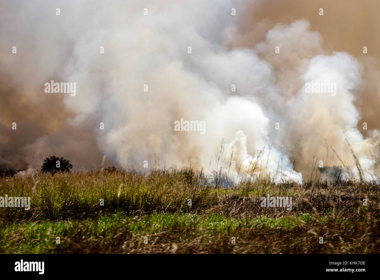 Slash und Landwirtschaft im Murchison Nationalpark brennen, oder Feuer brach Anbau, ist eine Art der Haltung, das sich mit dem Schneiden und Brennen von Pflanzen in einer Fore Stockfoto