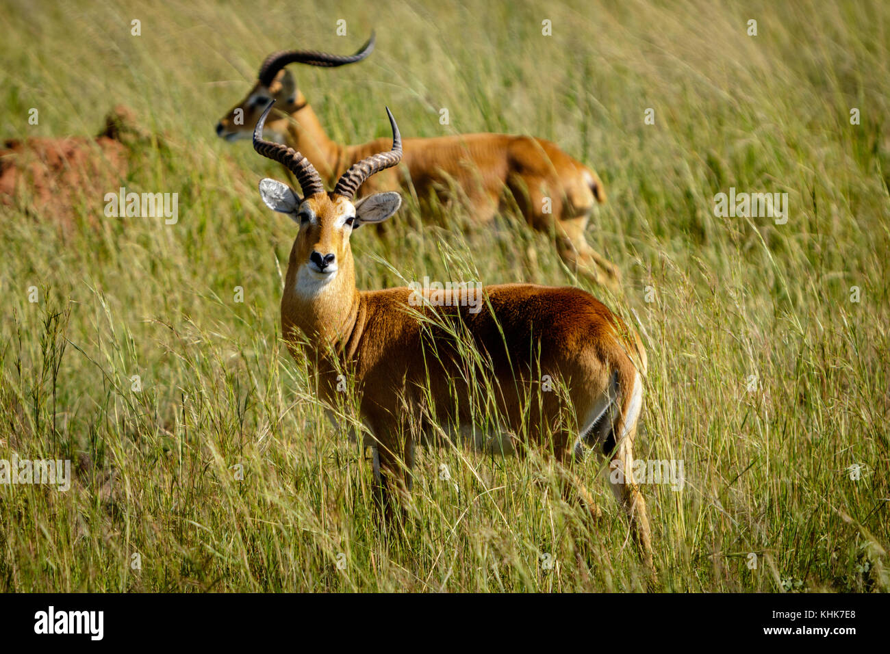 Neugierig Uganda kob im Gras in der Murchison Falls National Park in der Nähe Lake Albert. Stockfoto
