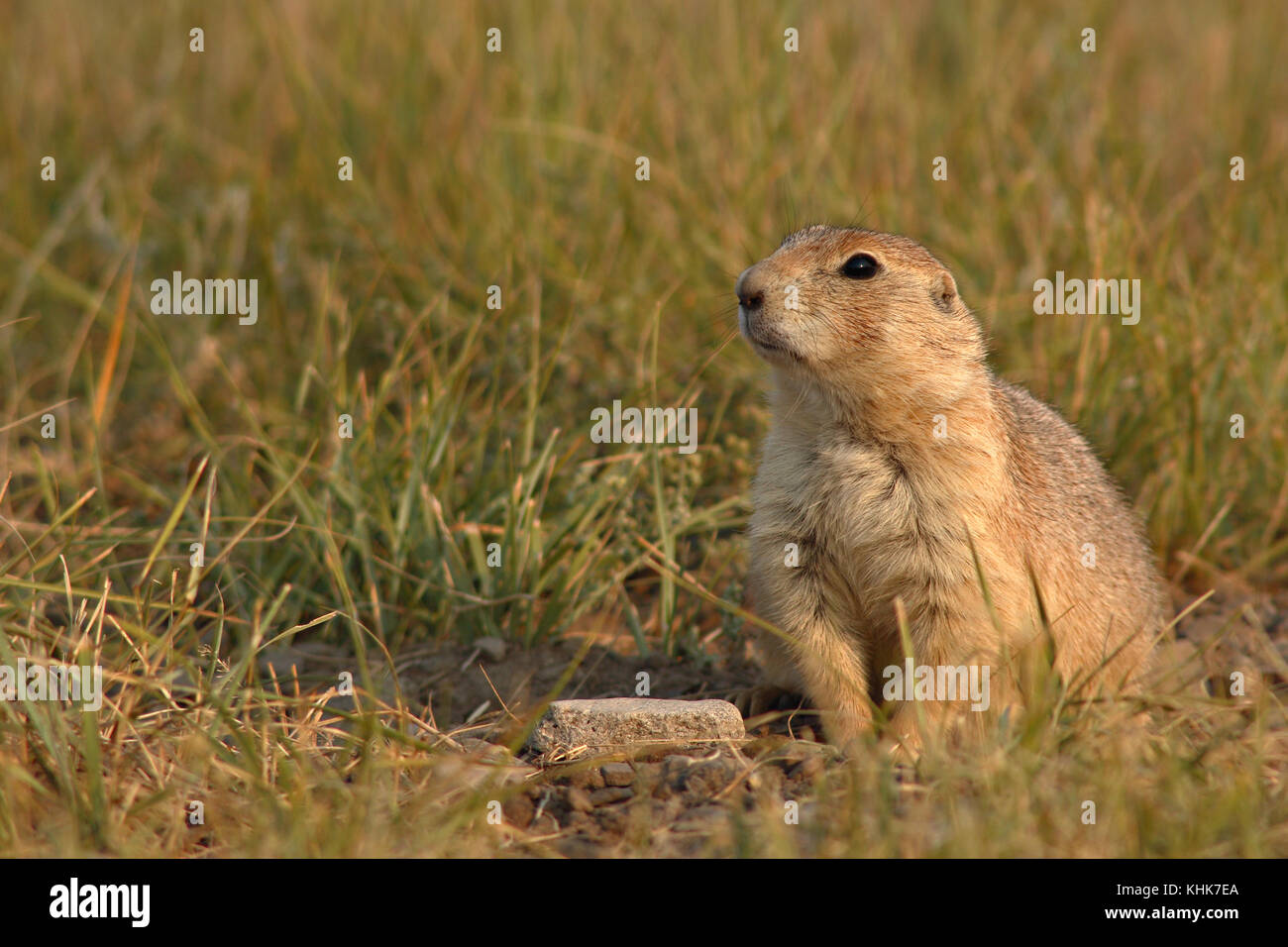 Eine Schwarze-tailed Prairie Dog warten außerhalb der Höhle. Stockfoto