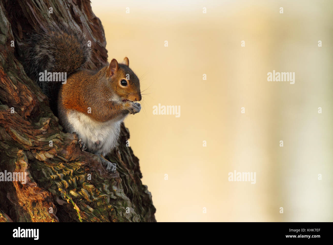 Ein Red Squirrel, der auf einem Redwood Burl an der kalifornischen Küste isst. Stockfoto