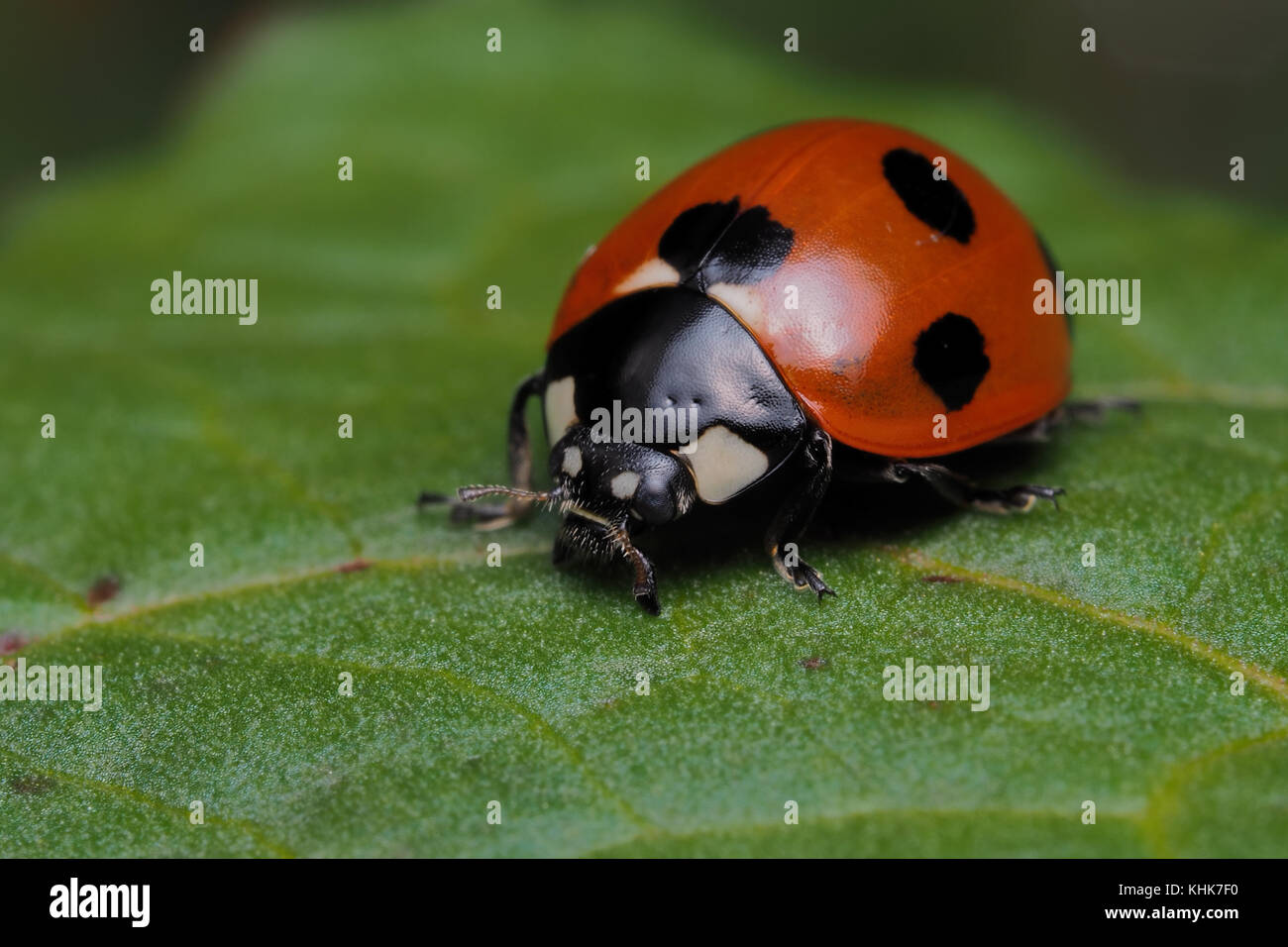 7-fleckiger Marienkäfer (Coccinella septempunctata), der auf Blatt ruht. Tipperary, Irland. Stockfoto