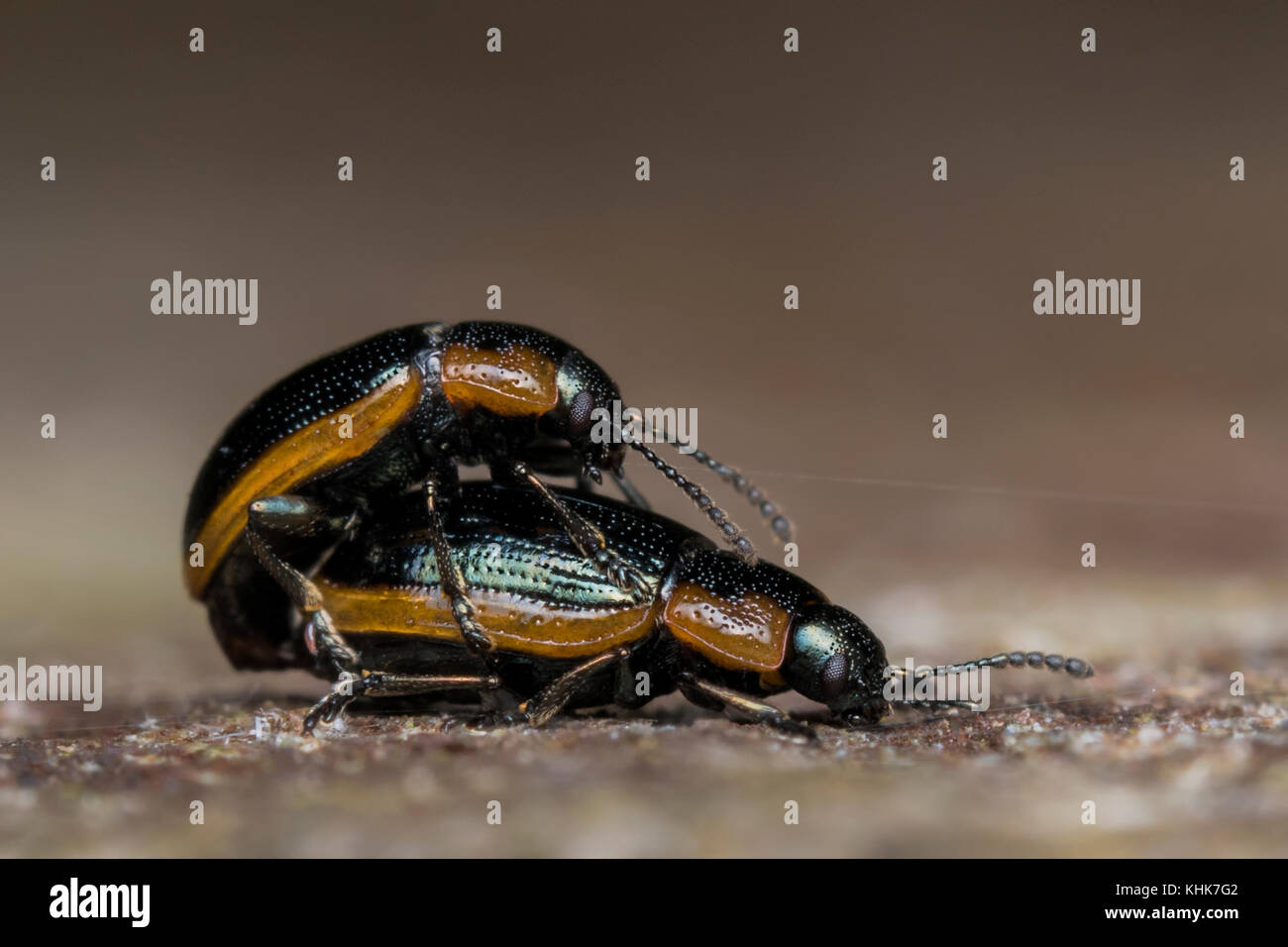 Paarung Hydrothassa marginella Blatt Käfer. Thurles, Tipperary, Irland Stockfoto