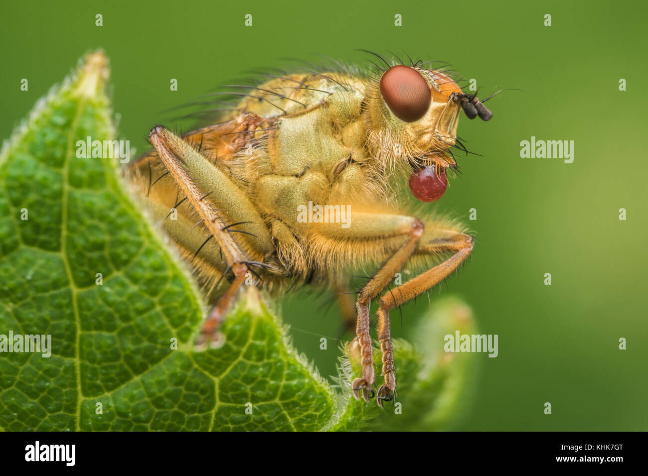 Gelb Mist Fliegen (Scathophaga Stercoraria) weht eine rote Blase. Tipperary, Irland Stockfoto