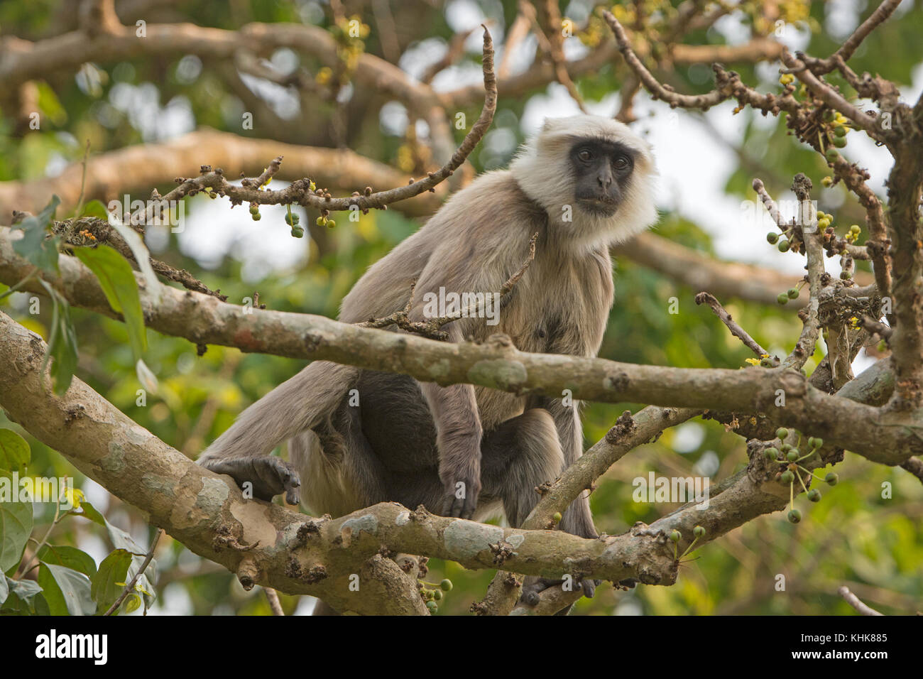 Langur Essen im Wald im Chitwan Nationalpark in Nepal Stockfoto