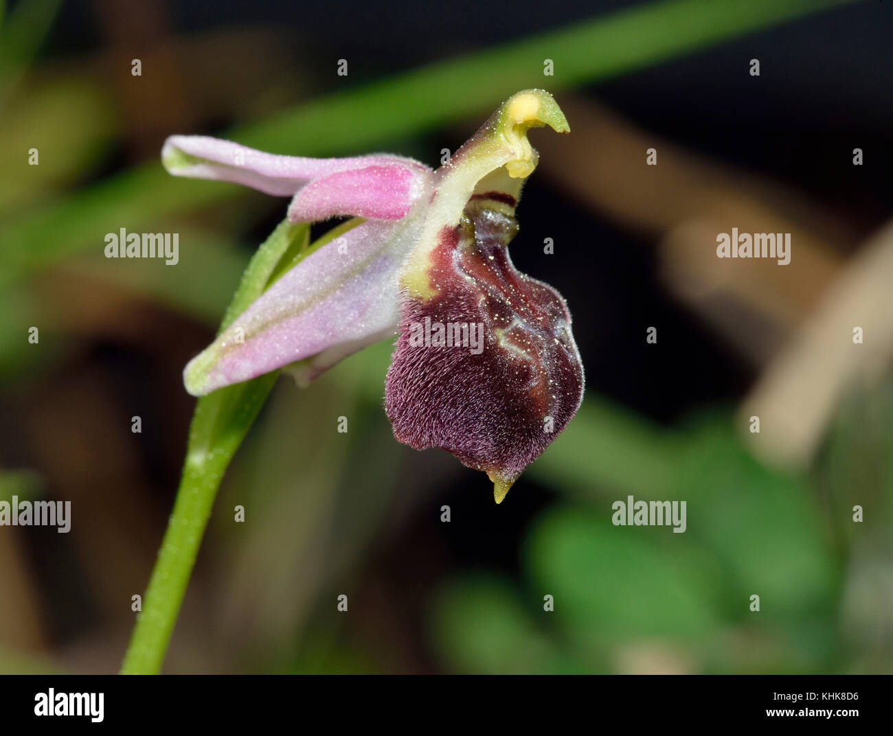 Ophrys elegans syn Orchidee ophrys argolica ssp. elegans Seitenansicht mit fegte zurück Kelchblätter Stockfoto