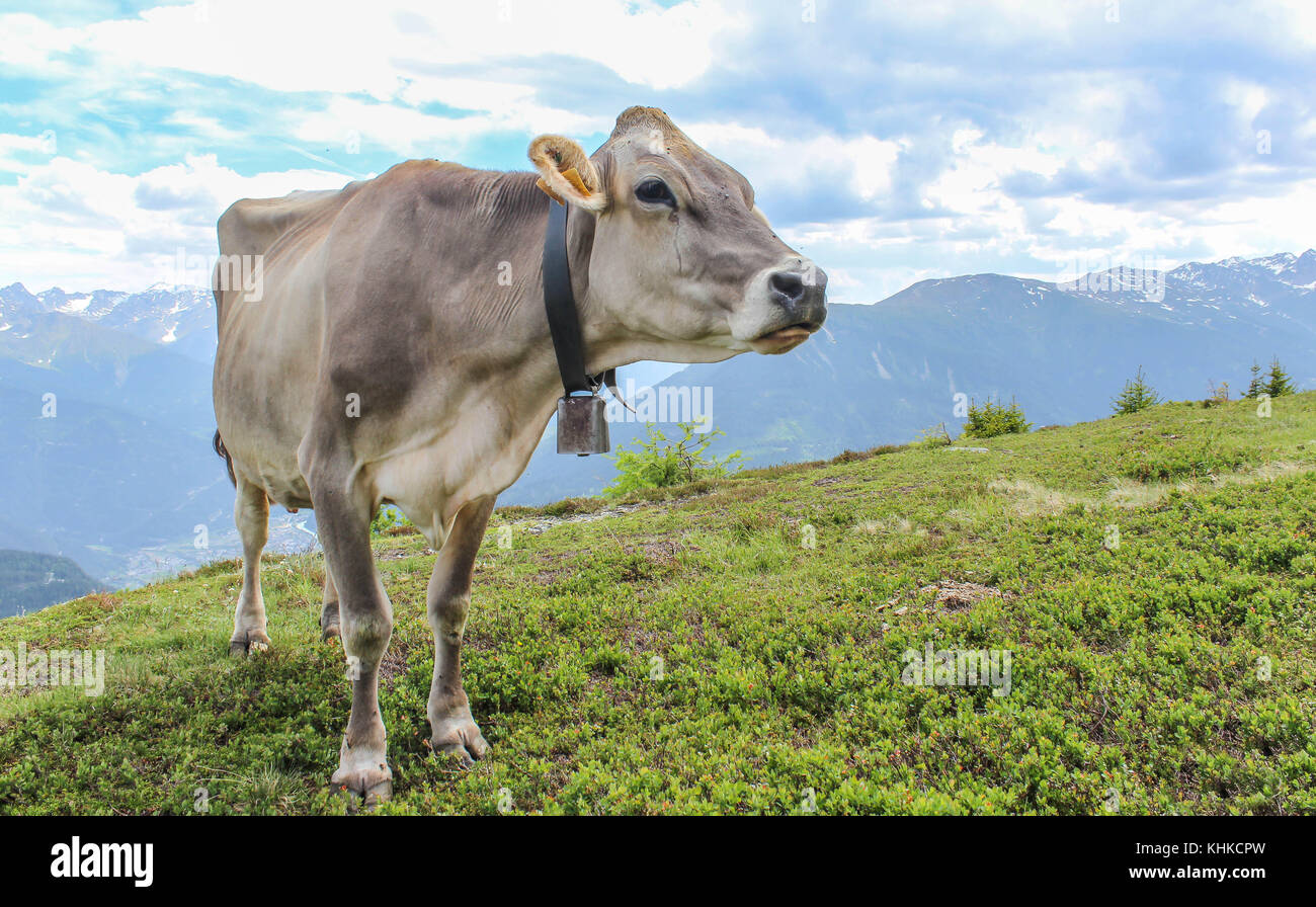 Kuh vor einem herrlichen Bergpanorama in der schönen Landschaft von Tirol Stockfoto