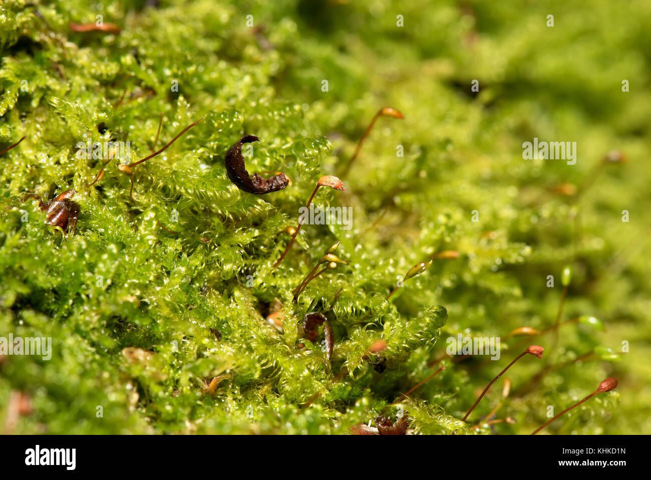 Farbenfrohe abstrakte natürlichen Hintergrund von Moos und Samen mit Wassertropfen Nahaufnahme auf unscharfen Hintergrund Stockfoto
