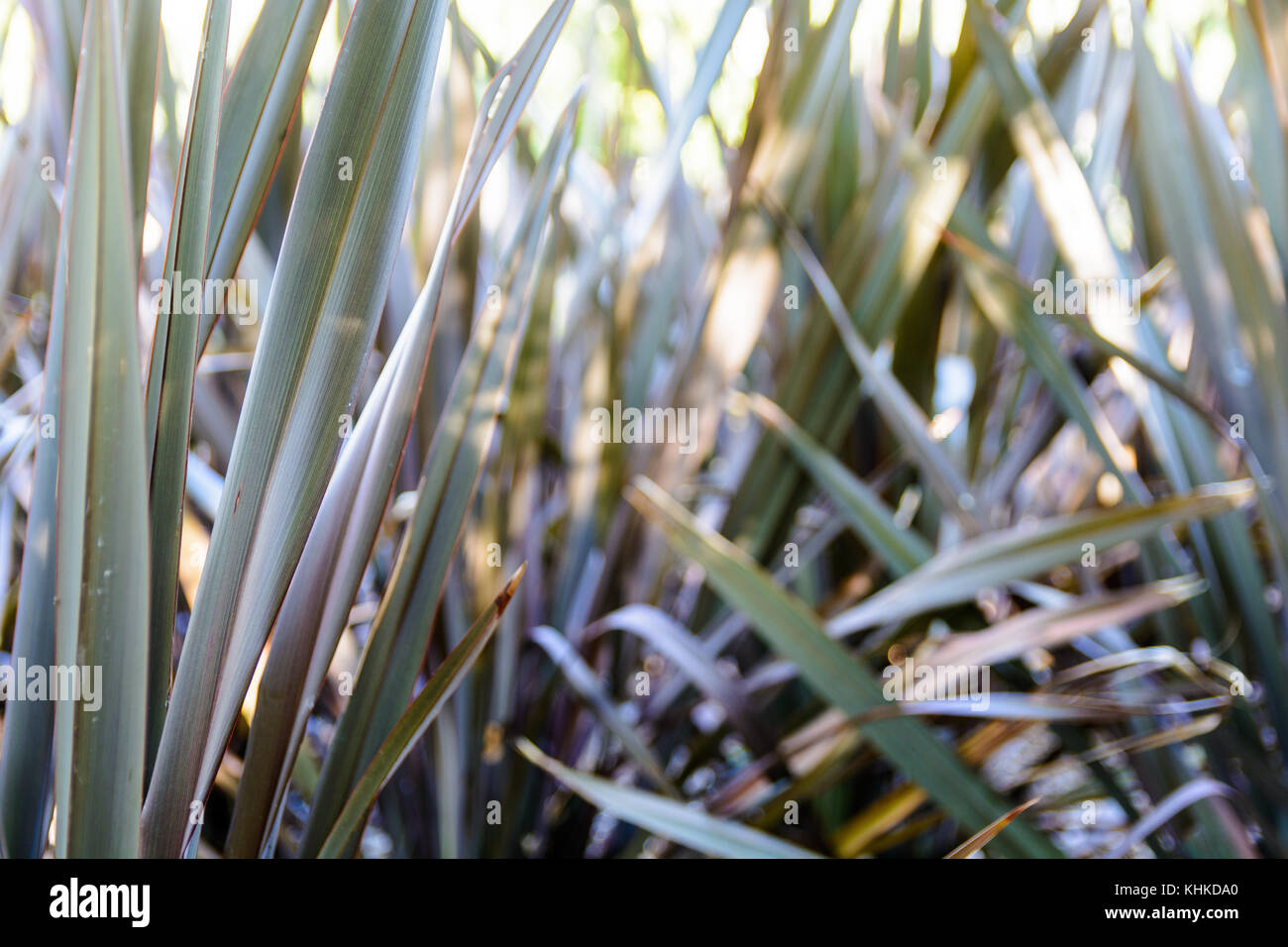 Schlanke Blätter eines wilden semi-aquatischen Pflanze mit verschwommenen Hintergrund. Stockfoto