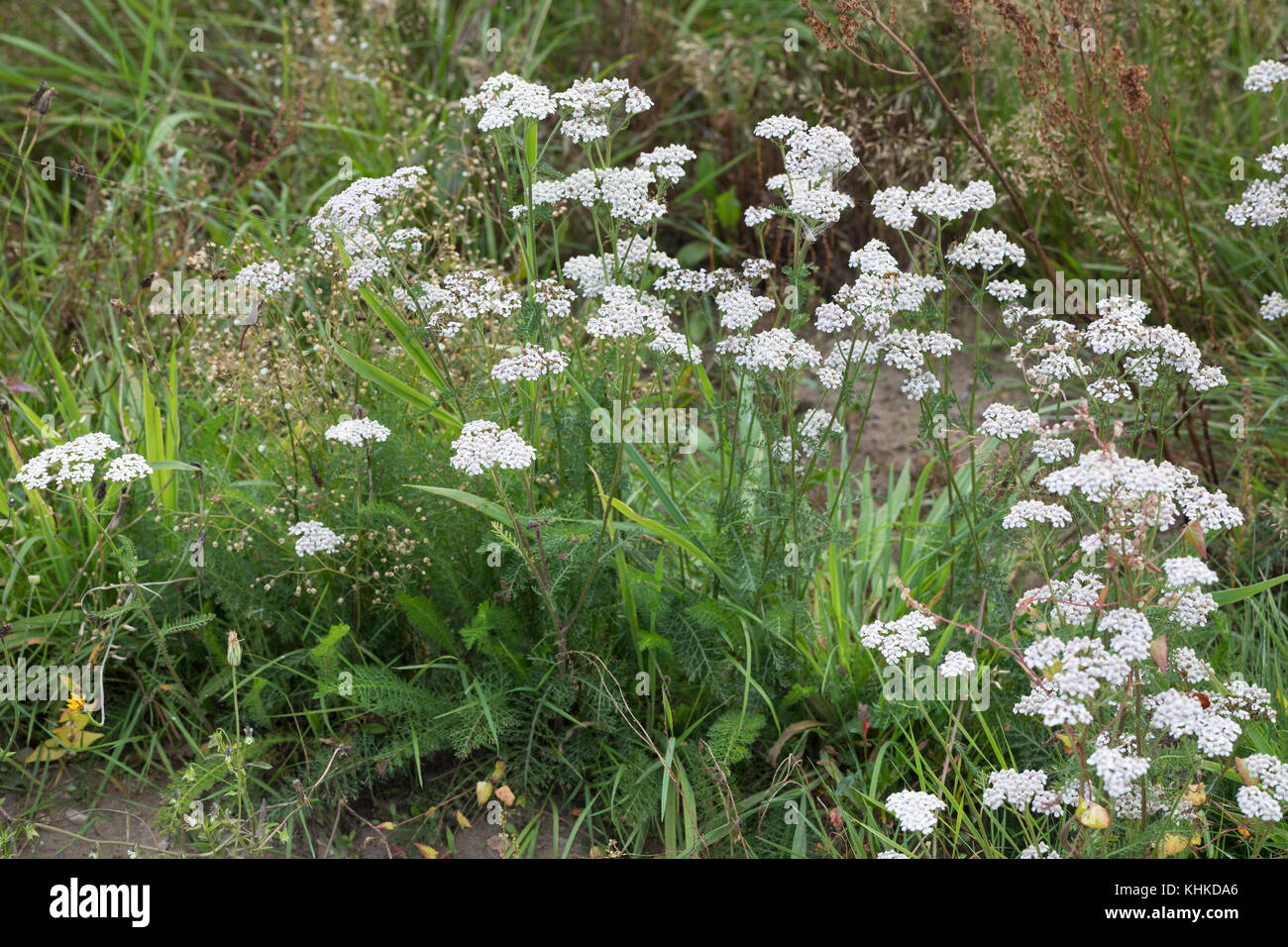 Schafgarbe, Schafgarbe, Gewöhnliche Wiesen-Schafgarbe, Schafgabe, Achillea millefolium, Schafgarbe, Common Yarrow, Achillée millefeuille, la Millefeuille Stockfoto