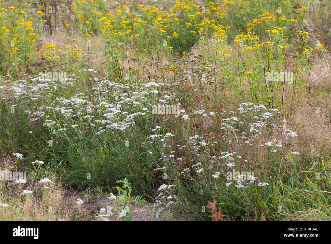 Schafgarbe, Schafgarbe, Gewöhnliche Wiesen-Schafgarbe, Schafgabe, Achillea millefolium, Schafgarbe, Common Yarrow, Achillée millefeuille, la Millefeuille Stockfoto