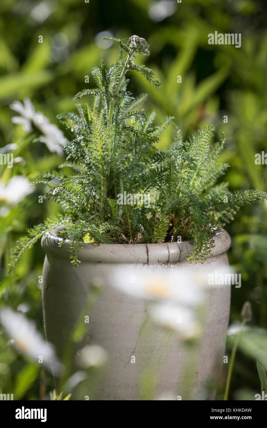 Schafgarbe im Topf, Blumentopf, gewerbliche Schafgarbe, Wiesen-Schafgarbe, frische, Blatt, Blätter vor der Blüte, Schafgabe, Achillea millefolium, Yar Stockfoto