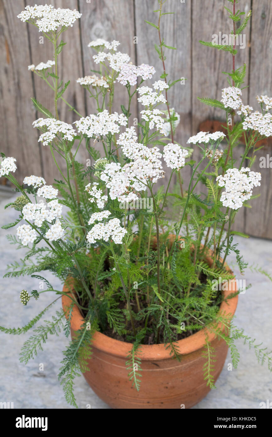 Schafgarbe im Topf, Blumentopf, gewerbliche Schafgarbe, Wiesen-Schafgarbe, Schafgabe, Achillea millefolium, Schafgarbe, Gemeine Schafgarbe, Blumentopf, Garten Stockfoto