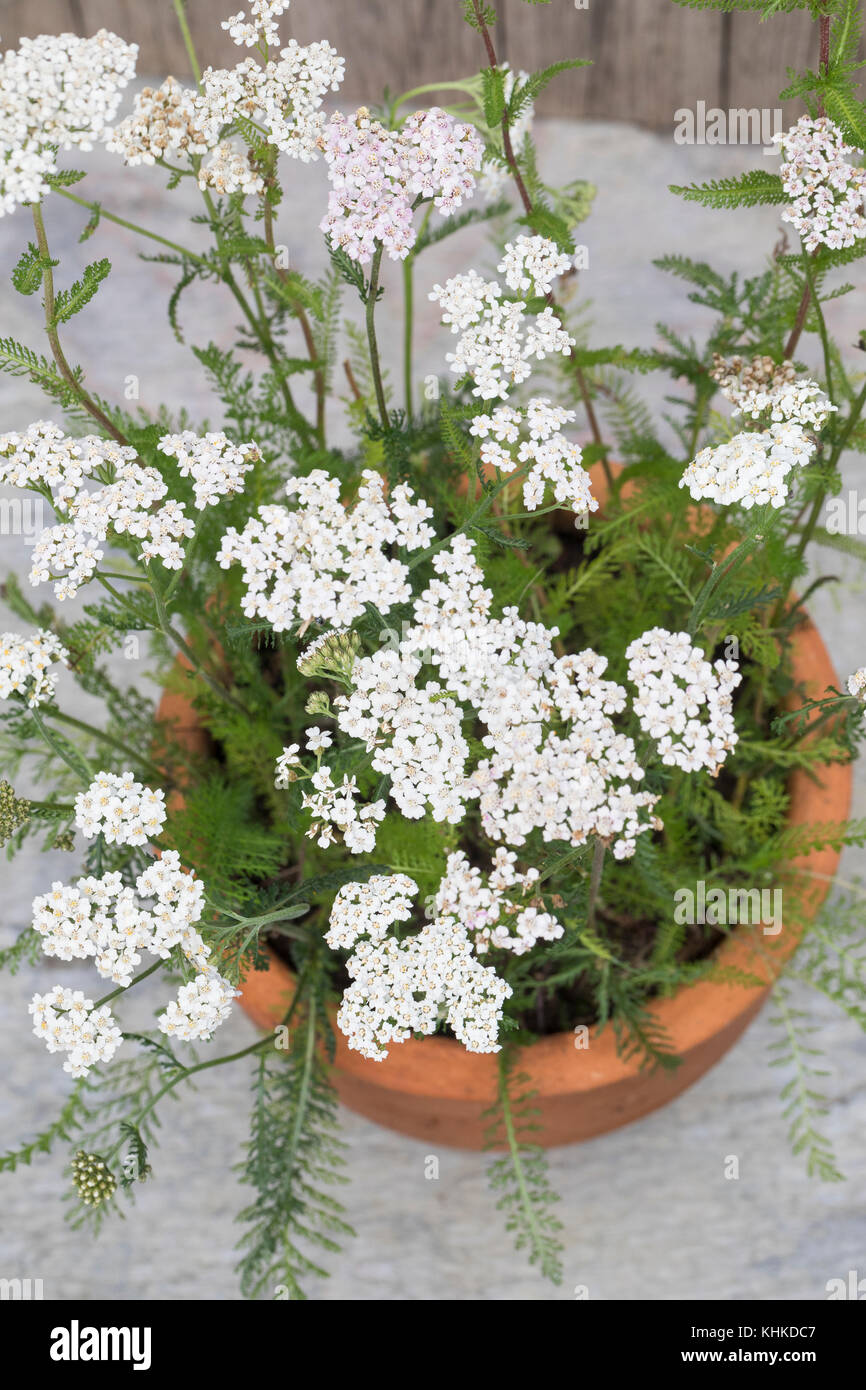 Schafgarbe im Topf, Blumentopf, gewerbliche Schafgarbe, Wiesen-Schafgarbe, Schafgabe, Achillea millefolium, Schafgarbe, Gemeine Schafgarbe, Blumentopf, Garten Stockfoto